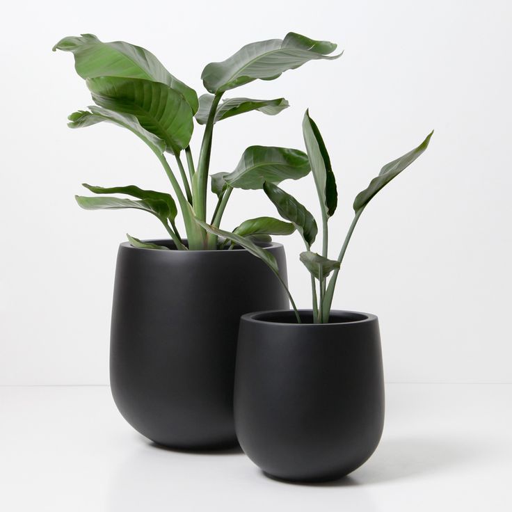 Black Pots